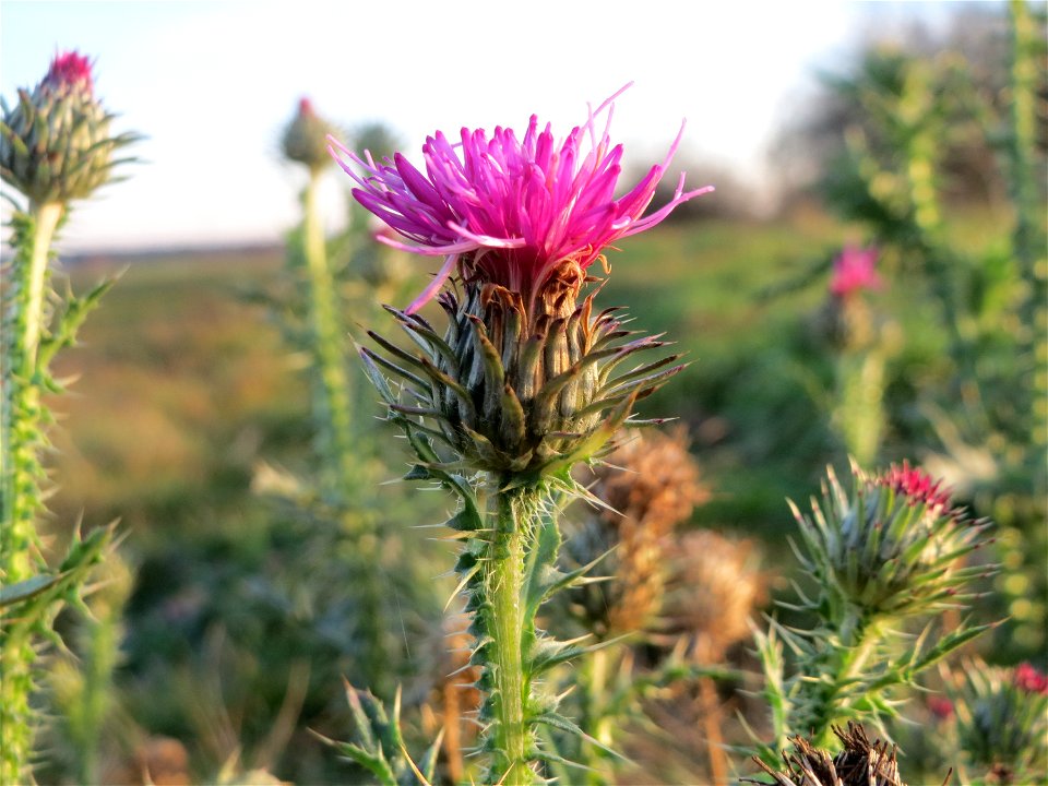 Weg-Distel (Carduus acanthoides) bei Hockenheim
