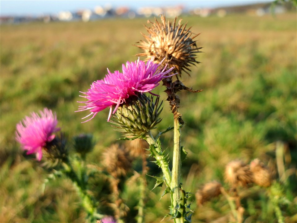 Weg-Distel (Carduus acanthoides) bei Hockenheim