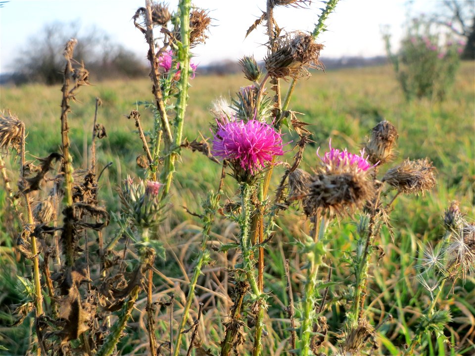 Weg-Distel (Carduus acanthoides) bei Hockenheim