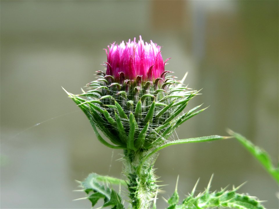 Weg-Distel (Carduus acanthoides) an der Saar in Saarbrücken