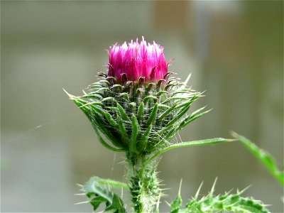 Weg-Distel (Carduus acanthoides) an der Saar in Saarbrücken