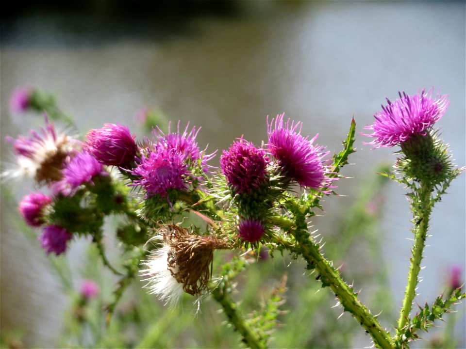 Weg-Distel (Carduus acanthoides) an der Saar in Saarbrücken