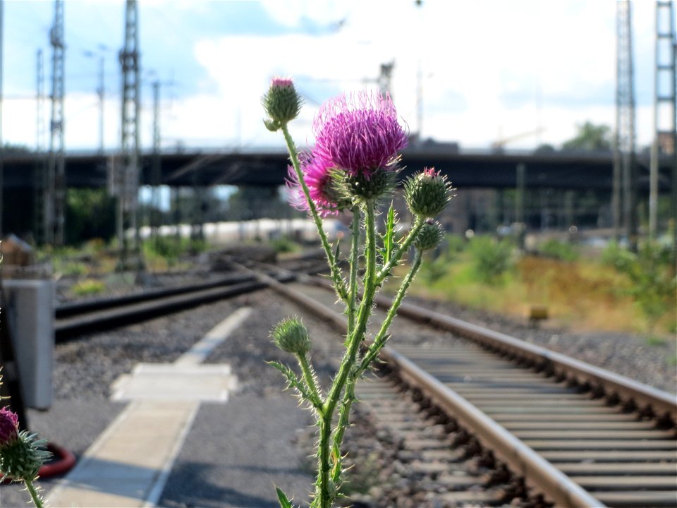 Weg-Distel (Carduus acanthoides) im Mannheimer Hauptbahnhof