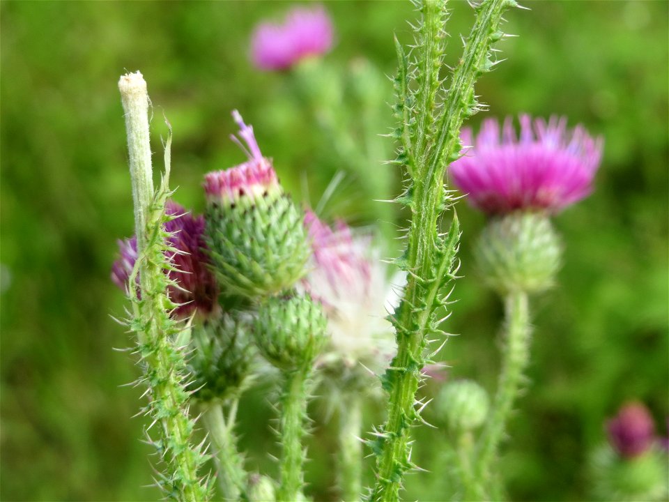 Weg-Distel (Carduus acanthoides) in Hockenheim
