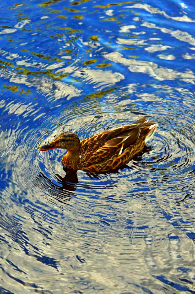 Animal water nature