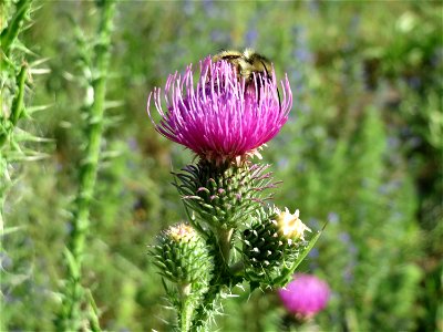 Weg-Distel (Carduus acanthoides) in Hockenheim photo