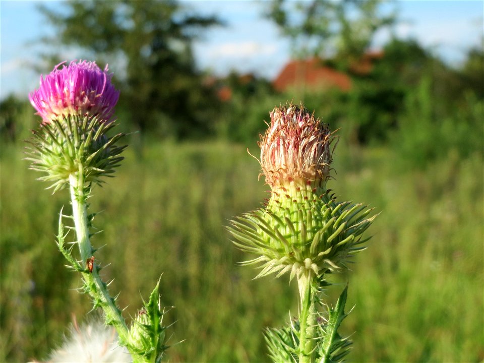 Weg-Distel (Carduus acanthoides) in Hockenheim