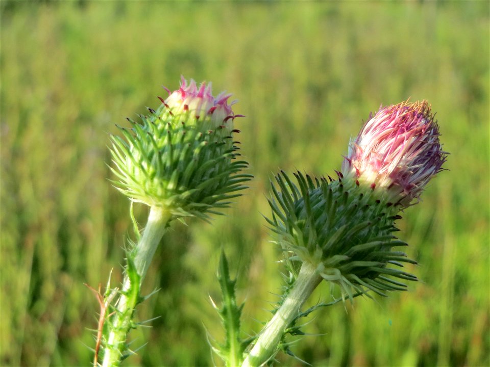 Weg-Distel (Carduus acanthoides) in Hockenheim