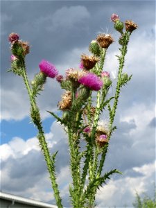 Weg-Distel (Carduus acanthoides) in Hockenheim-Talhaus