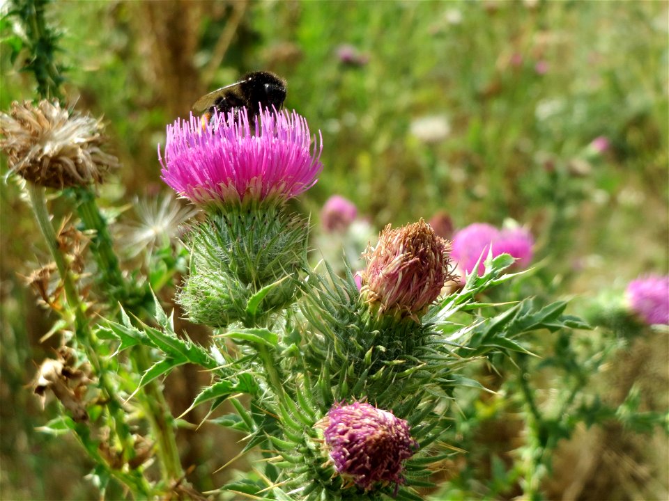 Weg-Distel (Carduus acanthoides) in Hockenheim-Talhaus