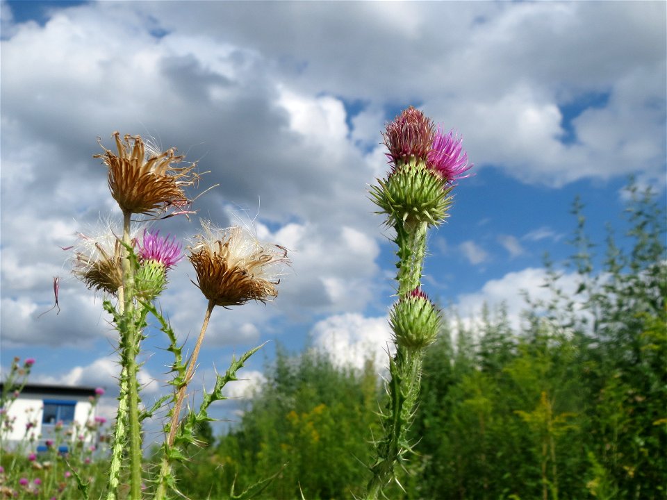 Weg-Distel (Carduus acanthoides) in Hockenheim-Talhaus