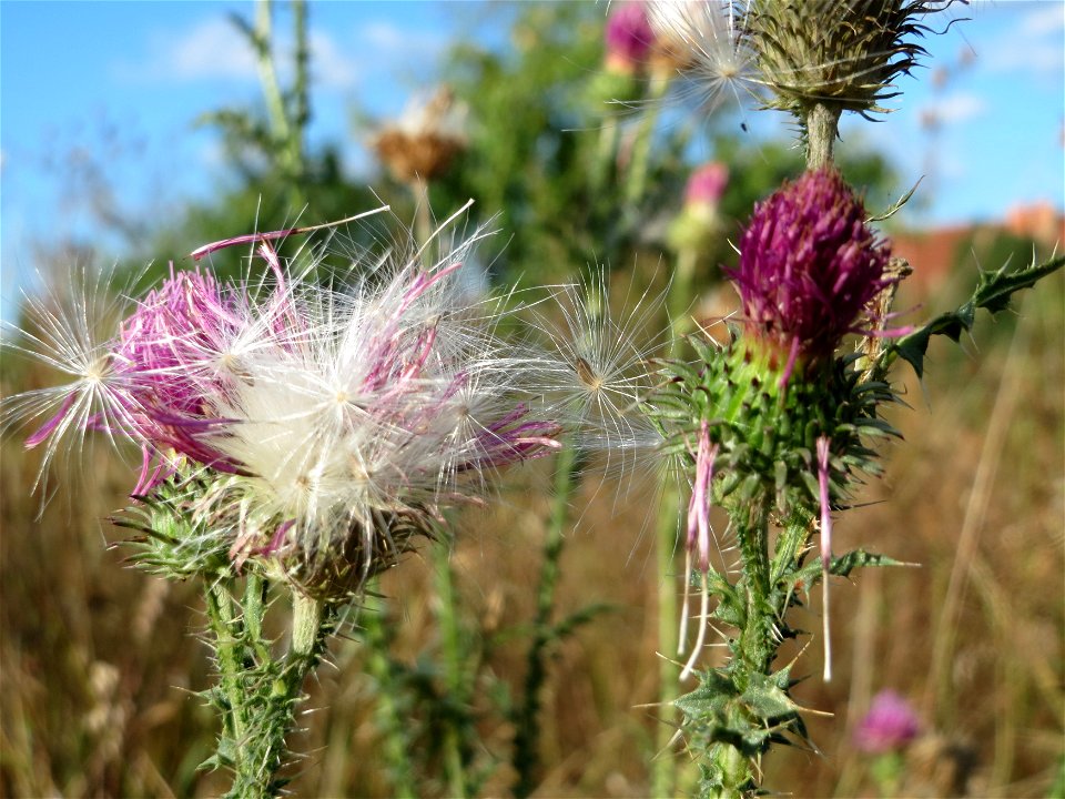 Weg-Distel (Carduus acanthoides) in Hockenheim photo