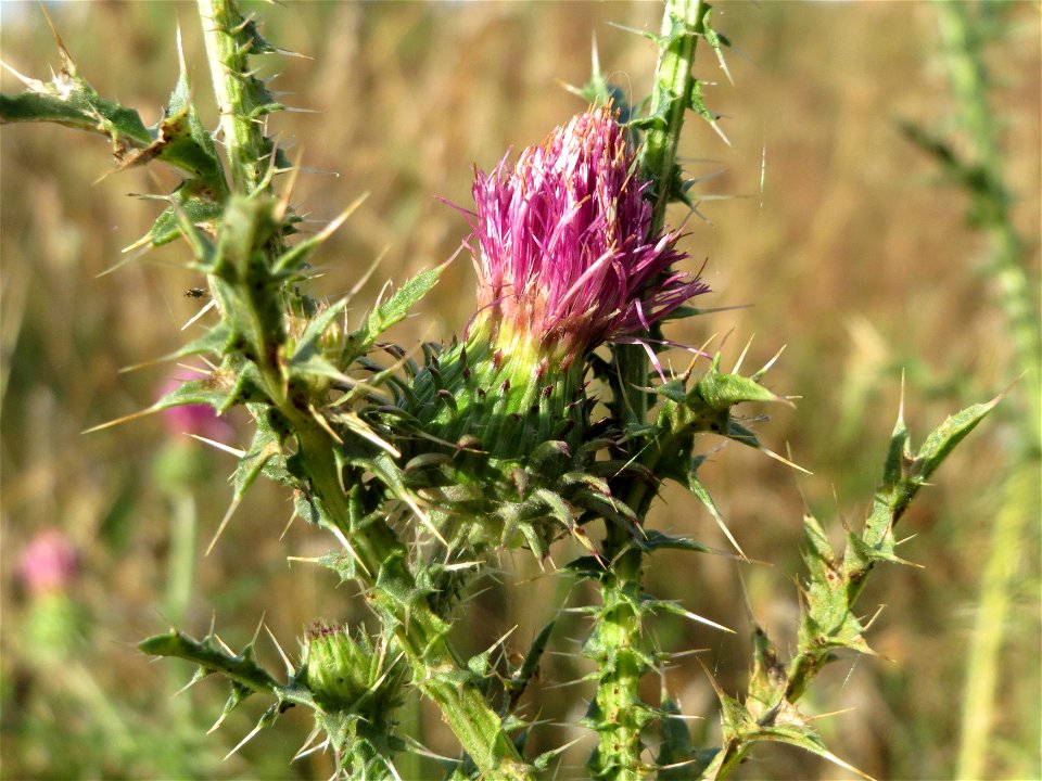 Weg-Distel (Carduus acanthoides) in Hockenheim