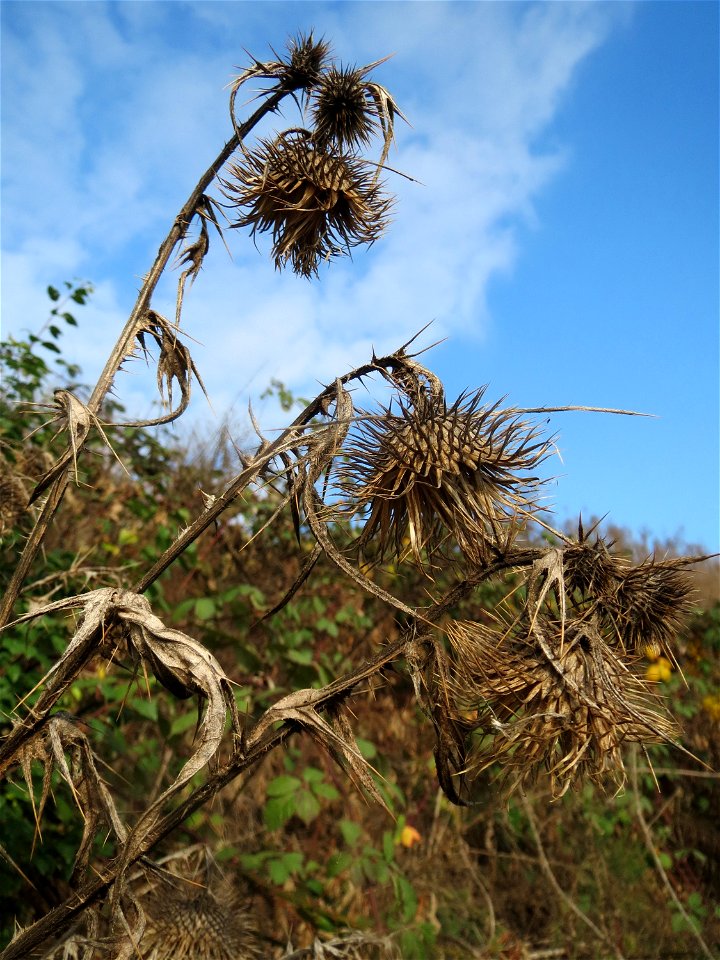 Weg-Distel (Carduus acanthoides) auf einem Sandhügel bei Hockenheim (Gemarkung Reilingen)