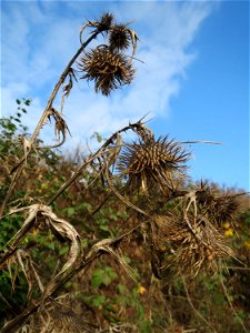 Weg-Distel (Carduus acanthoides) auf einem Sandhügel bei Hockenheim (Gemarkung Reilingen)