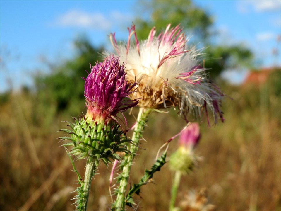 Weg-Distel (Carduus acanthoides) in Hockenheim photo