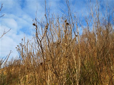 Weg-Distel (Carduus acanthoides) auf einem Sandhügel bei Hockenheim (Gemarkung Reilingen) photo