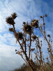 Weg-Distel (Carduus acanthoides) auf einem Sandhügel bei Hockenheim (Gemarkung Reilingen) photo