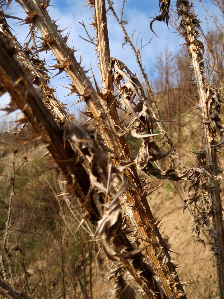 Weg-Distel (Carduus acanthoides) auf einem Sandhügel bei Hockenheim (Gemarkung Reilingen)