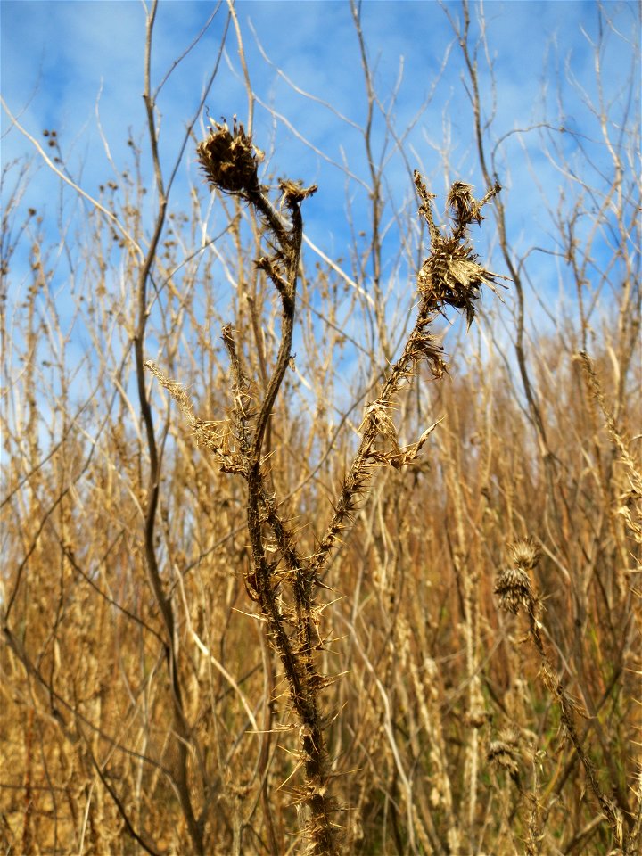 Weg-Distel (Carduus acanthoides) auf einem Sandhügel bei Hockenheim (Gemarkung Reilingen)