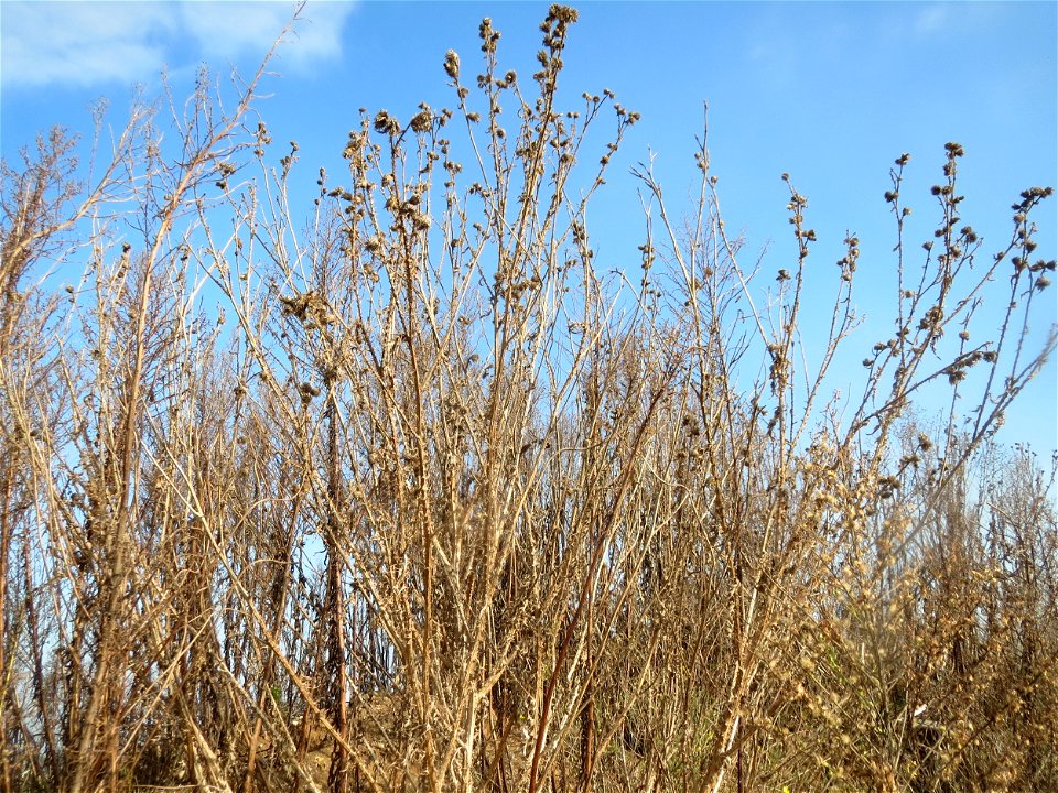 Weg-Distel (Carduus acanthoides) auf einem Sandhügel bei Hockenheim (Gemarkung Reilingen)