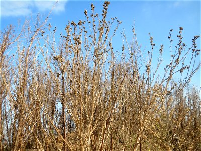 Weg-Distel (Carduus acanthoides) auf einem Sandhügel bei Hockenheim (Gemarkung Reilingen)