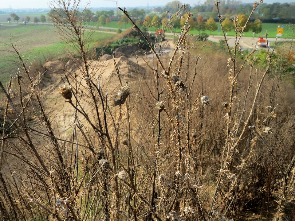 Weg-Distel (Carduus acanthoides) auf einem Sandhügel bei Hockenheim (Gemarkung Reilingen)