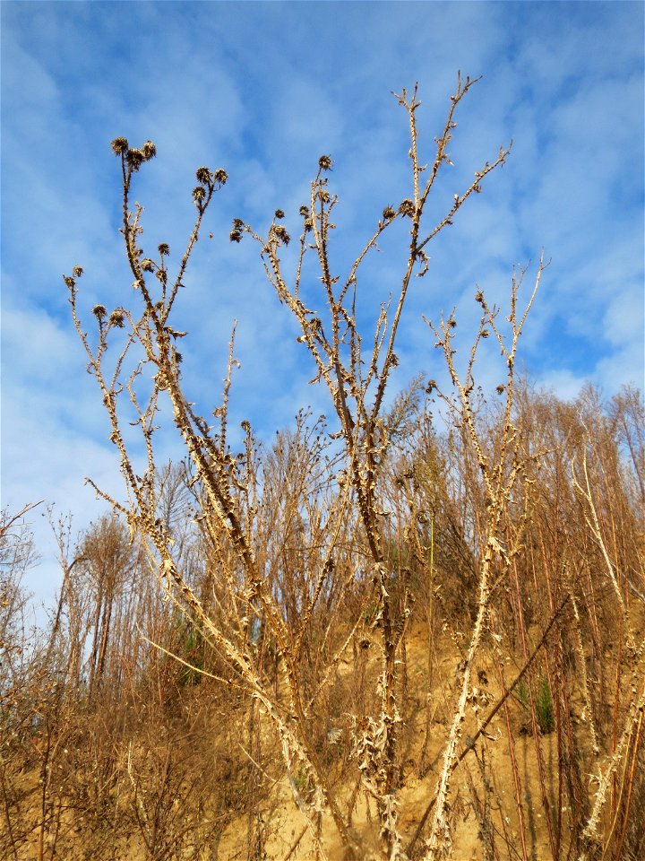 Weg-Distel (Carduus acanthoides) auf einem Sandhügel bei Hockenheim (Gemarkung Reilingen)