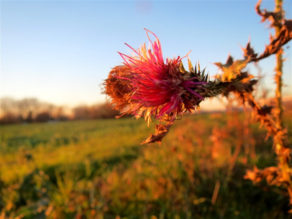 Weg-Distel (Carduus acanthoides) in Hockenheim-Talhaus