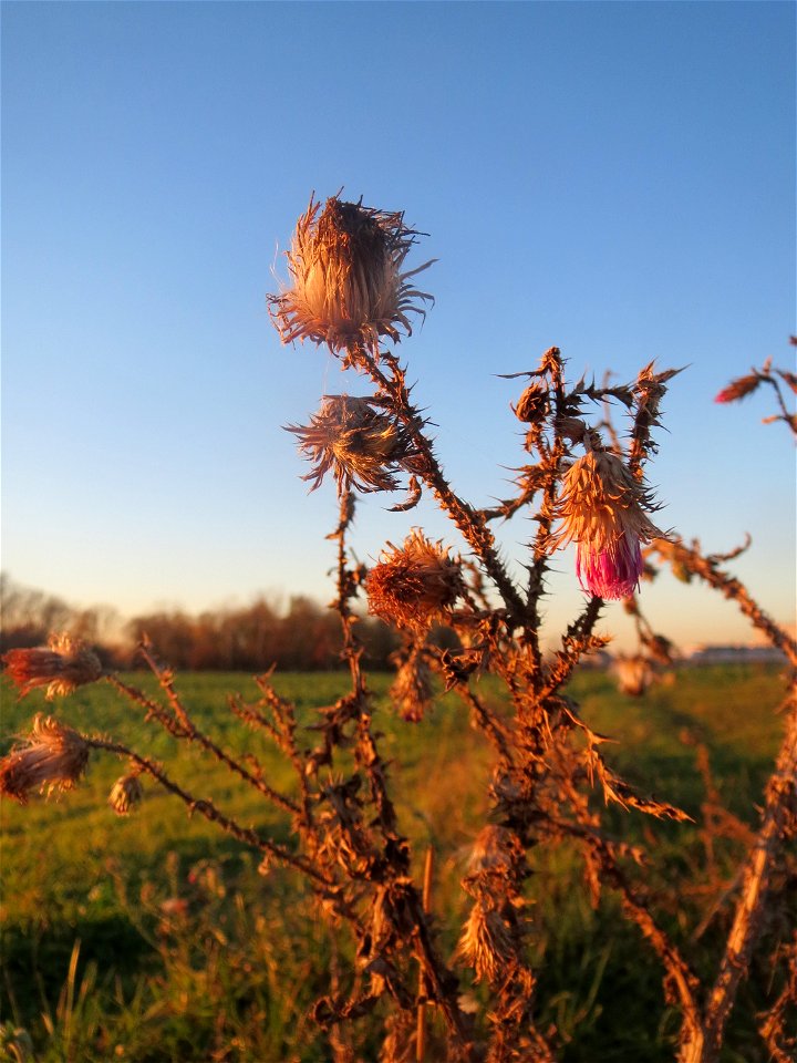 Weg-Distel (Carduus acanthoides) in Hockenheim-Talhaus