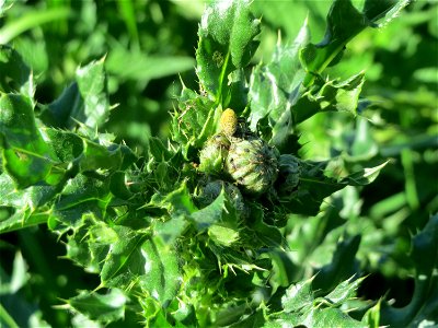 Weg-Distel (Carduus acanthoides) im Naturschutzgebiet „Bachwiesen/Leopoldswiesen“ im Hockenheimer Rheinbogen