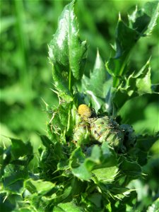 Weg-Distel (Carduus acanthoides) im Naturschutzgebiet „Bachwiesen/Leopoldswiesen“ im Hockenheimer Rheinbogen