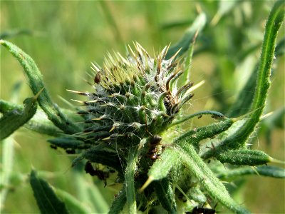 Weg-Distel (Carduus acanthoides) im Landschaftsschutzgebiet „Hockenheimer Rheinbogen“