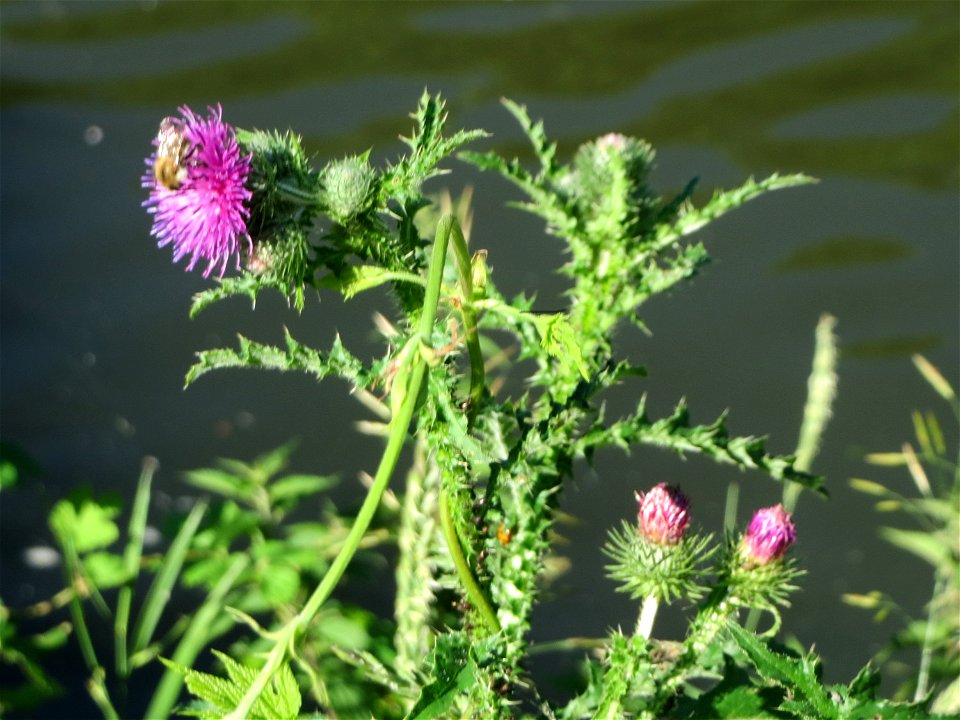 Weg-Distel (Carduus acanthoides) an der Saar in Saarbrücken