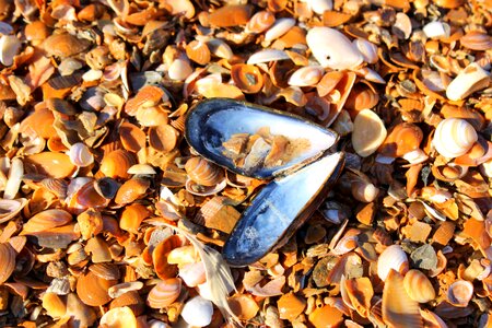 Shell mussel mussel sea shell photo