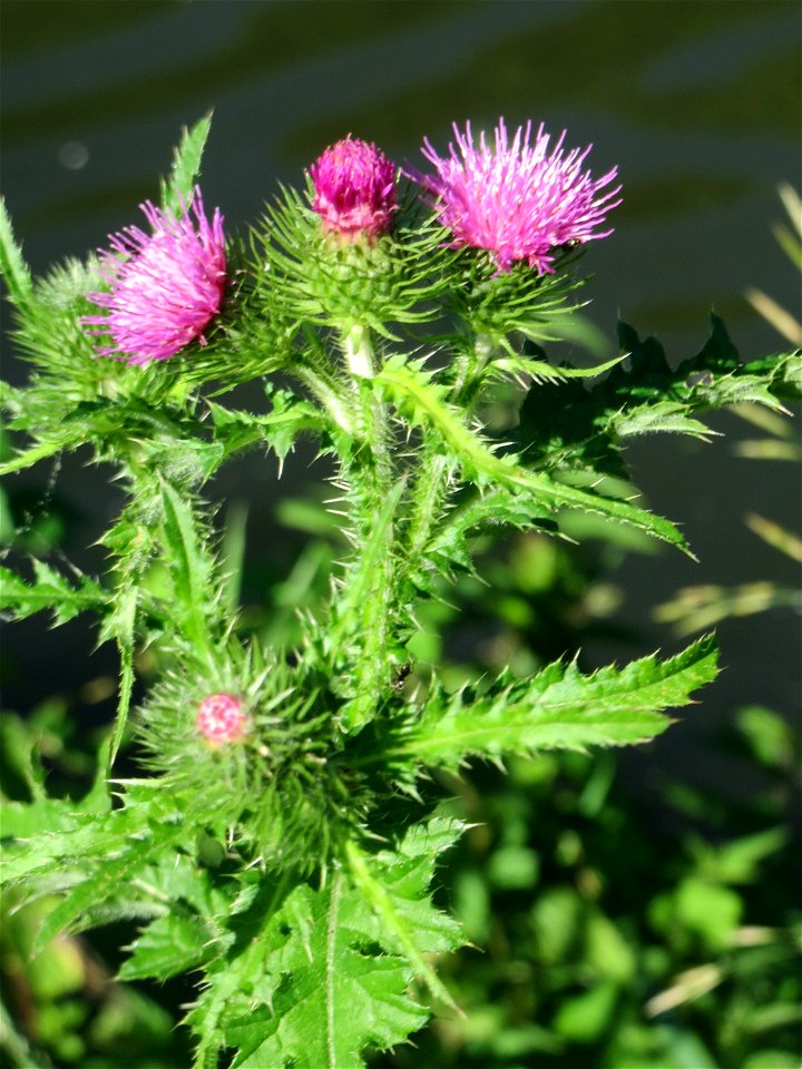 Weg-Distel (Carduus acanthoides) an der Saar in Saarbrücken