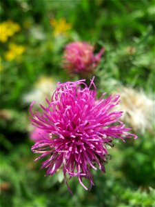 Weg-Distel (Carduus acanthoides) auf einer Streuobstwiese in Hockenheim