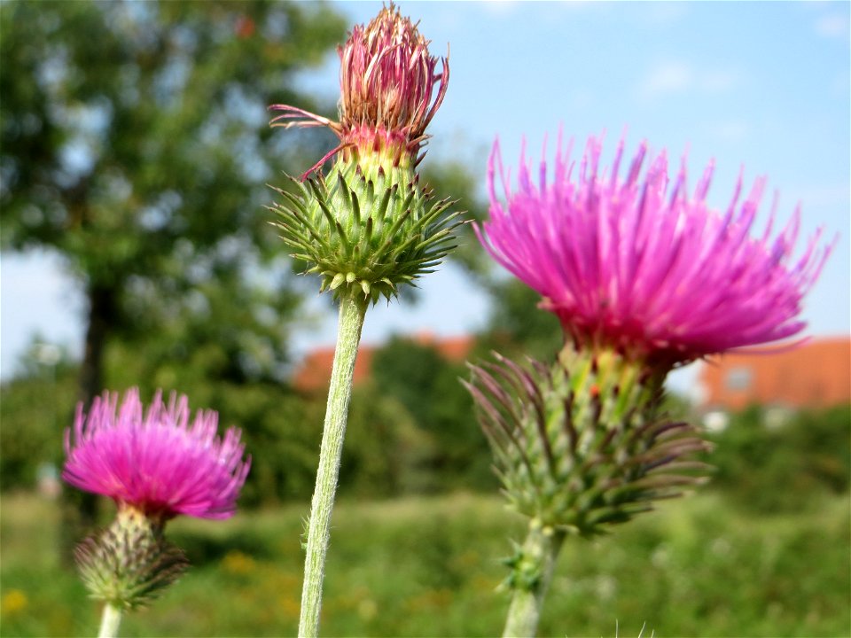 Weg-Distel (Carduus acanthoides) auf einer Streuobstwiese in Hockenheim