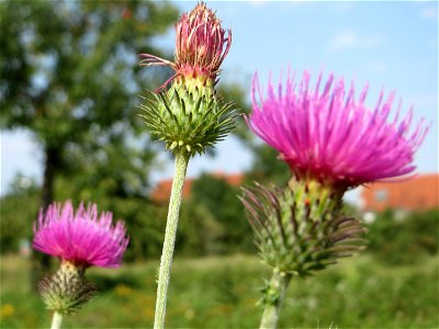Weg-Distel (Carduus acanthoides) auf einer Streuobstwiese in Hockenheim