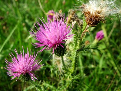 Weg-Distel (Carduus acanthoides) auf einer Streuobstwiese in Hockenheim