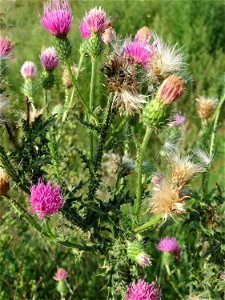 Weg-Distel (Carduus acanthoides) auf einer Brachfläche am Messplatz in Hockenheim