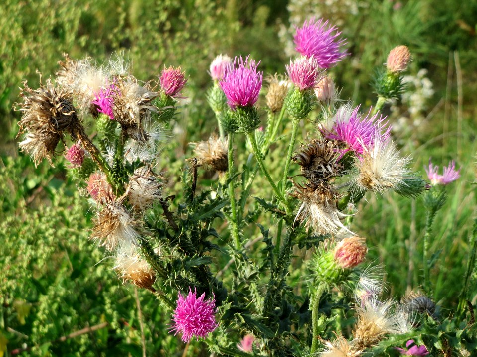Weg-Distel (Carduus acanthoides) auf einer Brachfläche am Messplatz in Hockenheim