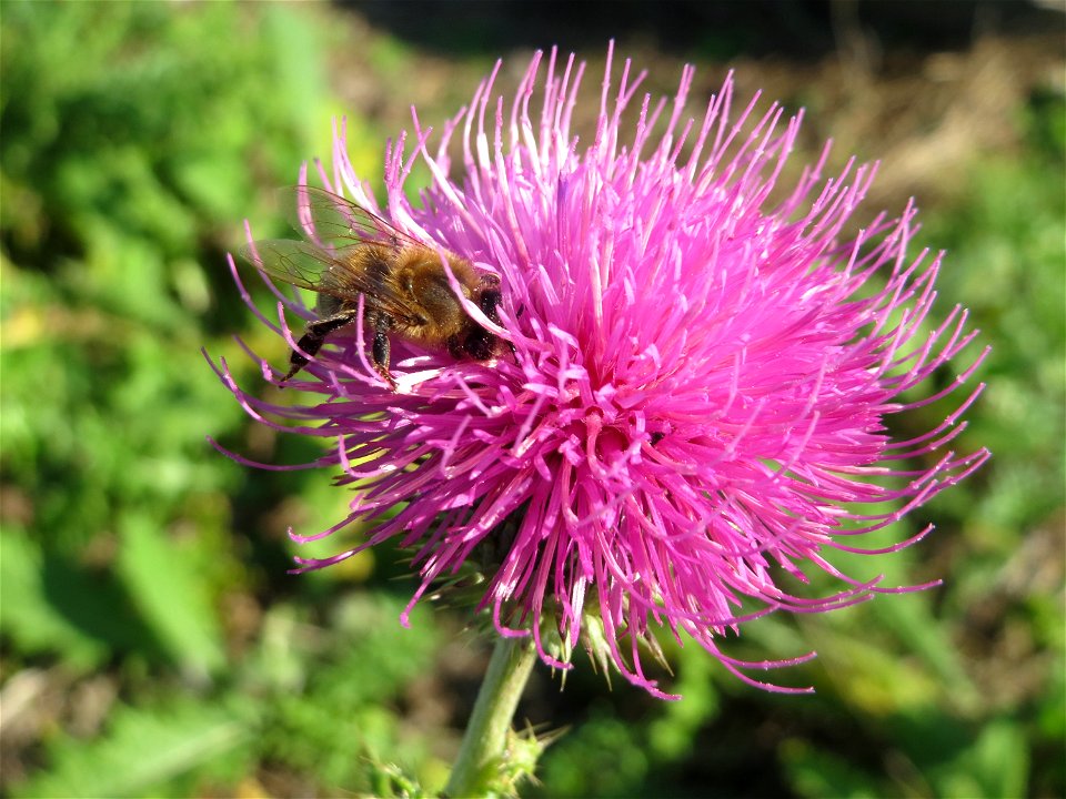 Weg-Distel (Carduus acanthoides) an der Deponie Hockenheim am Rand vom Hockenheimer Rheinbogen