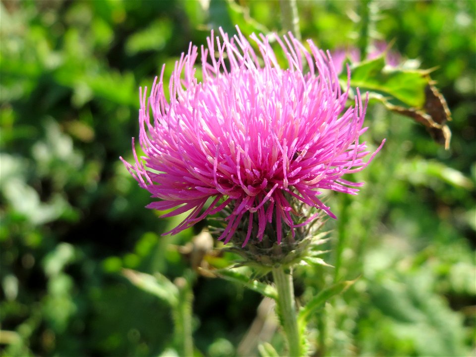 Weg-Distel (Carduus acanthoides) an der Deponie Hockenheim am Rand vom Hockenheimer Rheinbogen