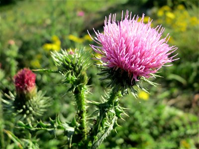 Weg-Distel (Carduus acanthoides) an der Deponie Hockenheim am Rand vom Hockenheimer Rheinbogen