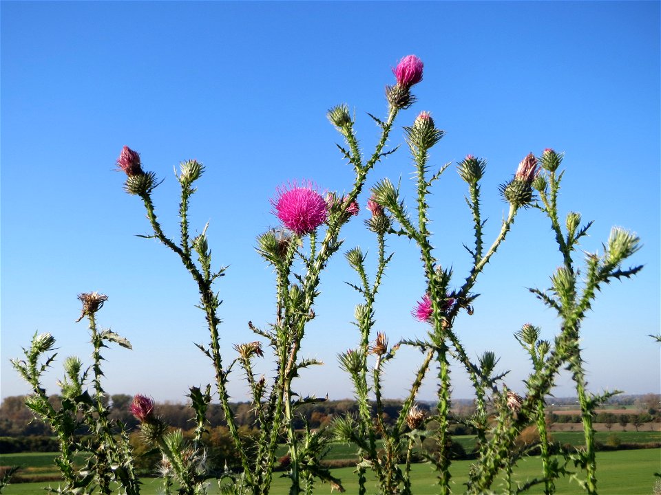 Weg-Distel (Carduus acanthoides) an der Deponie Hockenheim am Rand vom Hockenheimer Rheinbogen
