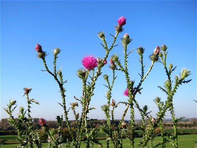 Weg-Distel (Carduus acanthoides) an der Deponie Hockenheim am Rand vom Hockenheimer Rheinbogen