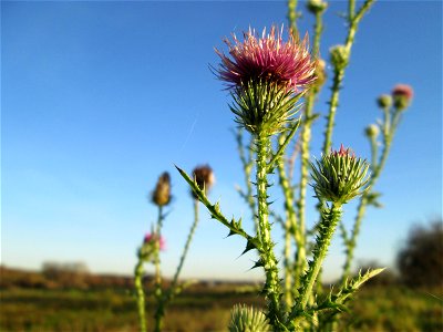 Weg-Distel (Carduus acanthoides) bei Hockenheim