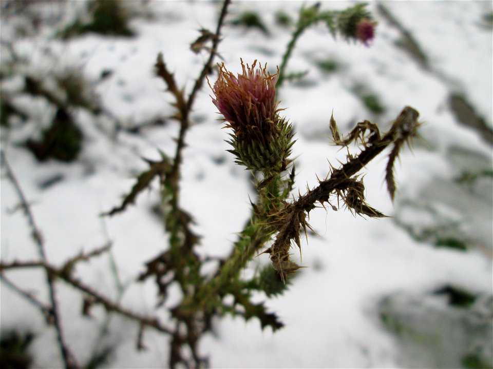 Weg-Distel (Carduus acanthoides) auf einer Brachfläche am Messplatz in Hockenheim bei Neuschnee am 18. Dezember 2017