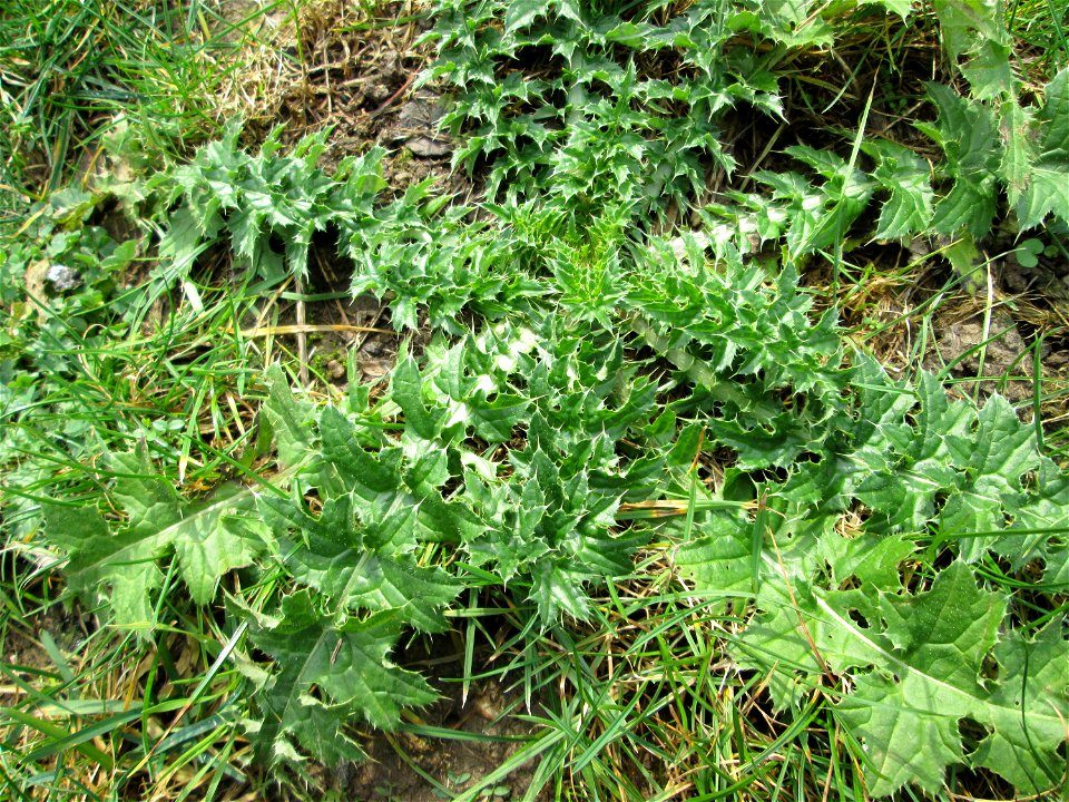 Grundblätter der Weg-Distel (Carduus acanthoides) am Osthafen Saarbrücken